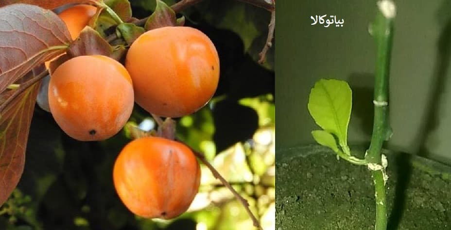 پیوند خرمالو